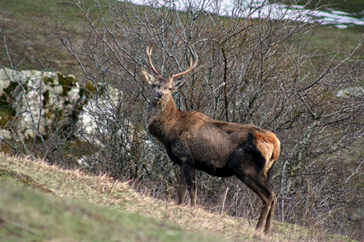 Cervo maschio giovane