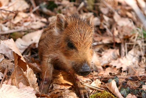 Piccolo di cinghiale