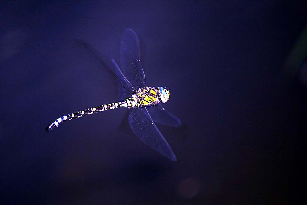 Libellula