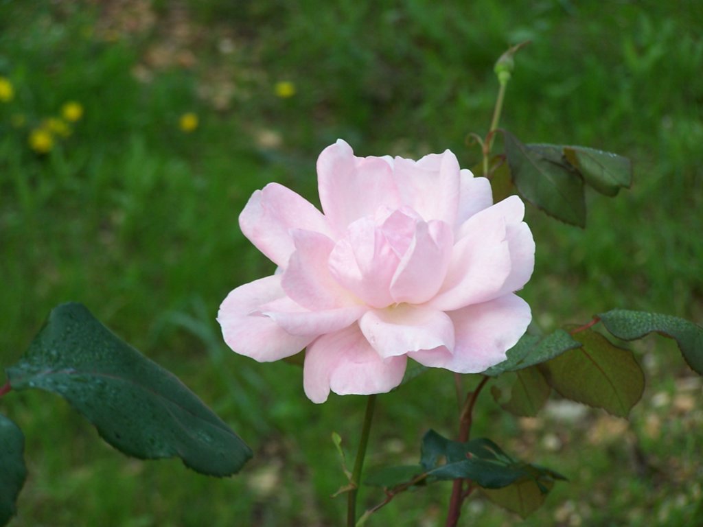 Rosa