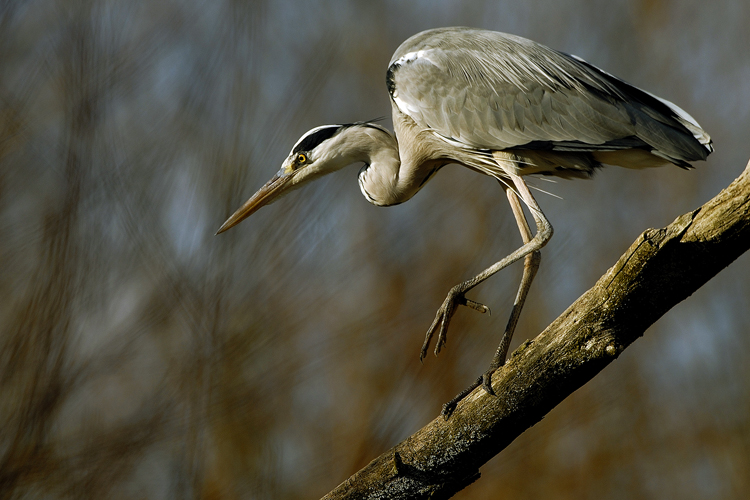 Con passo incerto e circospetto