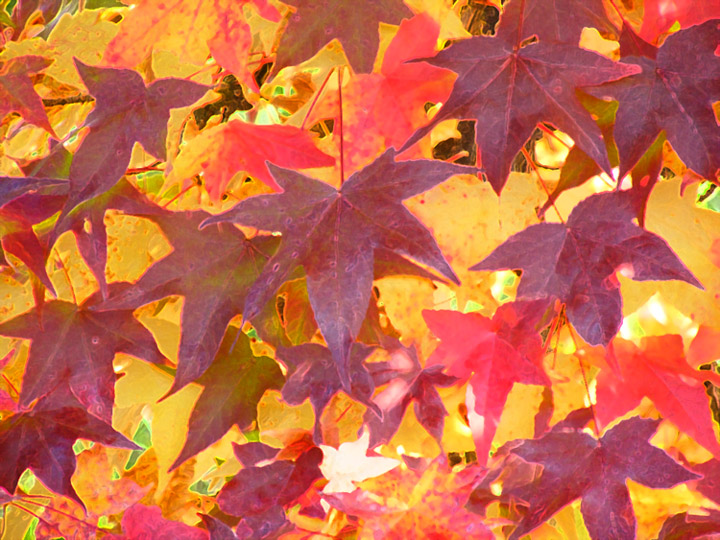 Cromatismi autunnali