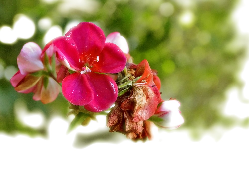 Bellezza effimera, hi key