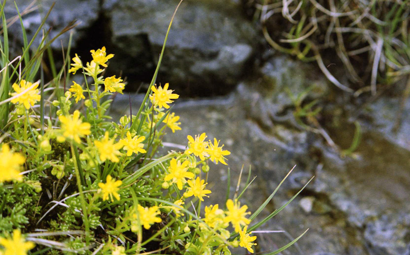 Colori in alta quota...