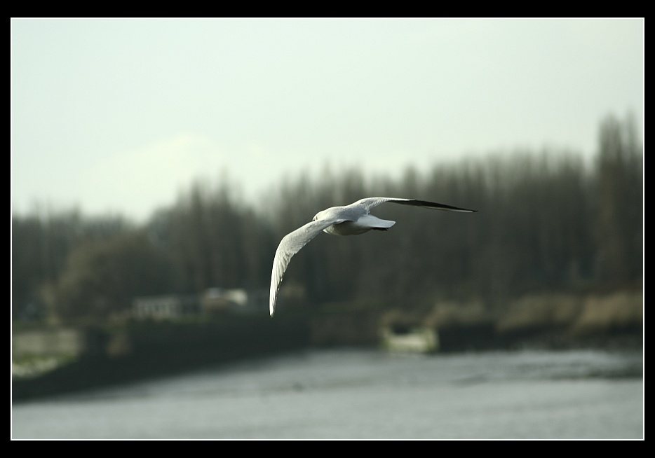 -In volo-