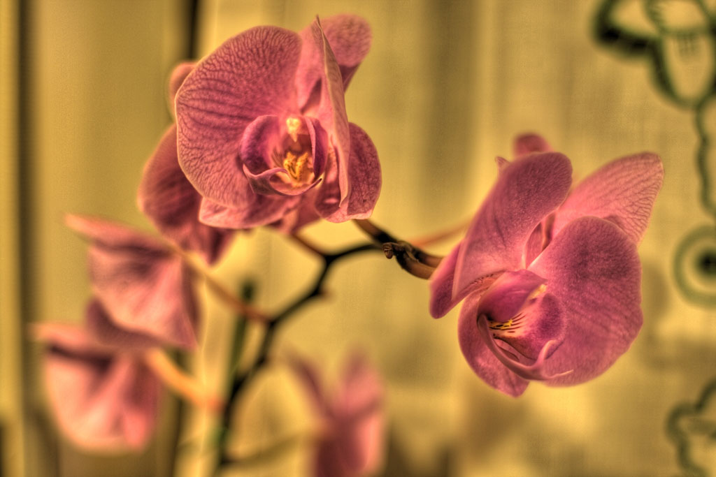 Orchidea