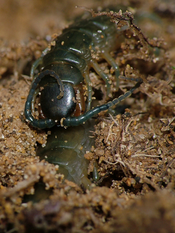 scolopendra