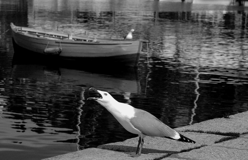 Gabbiano in b/n