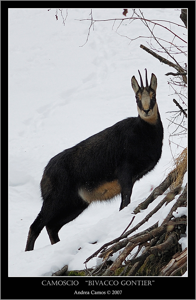 Camoscio