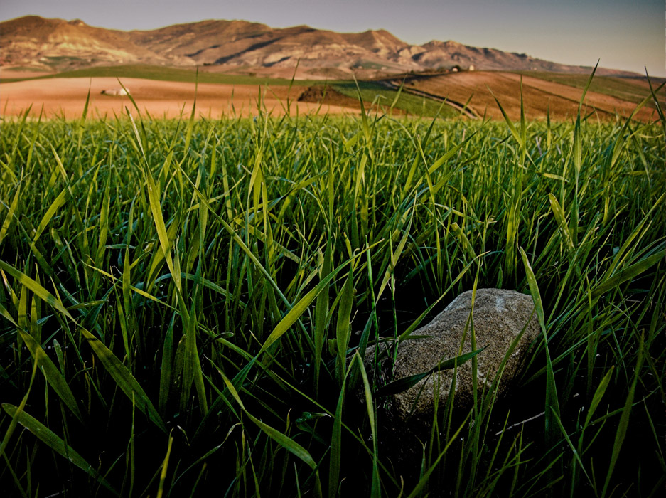 .: germogli di grano :.