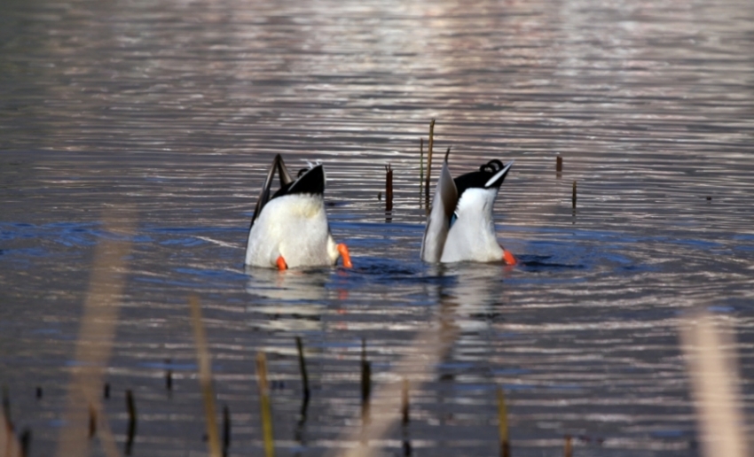 "fondoschiena" per aria