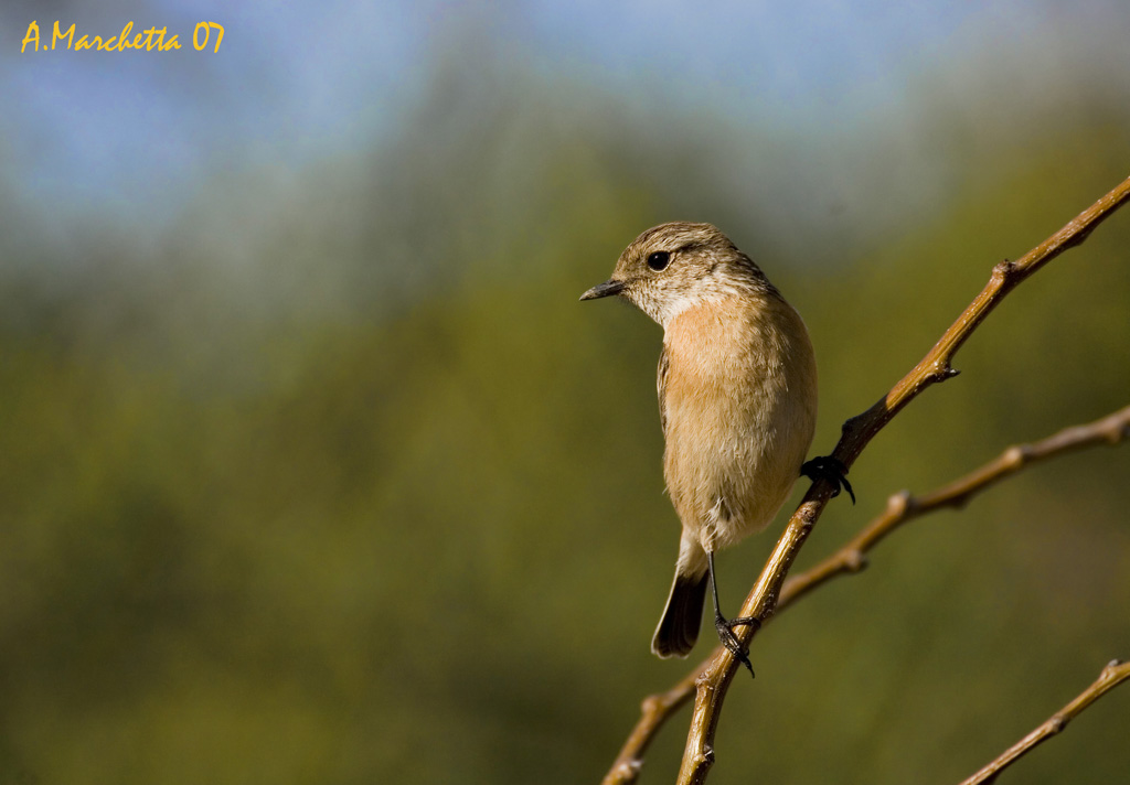Altro uccellino che per� non conosco....