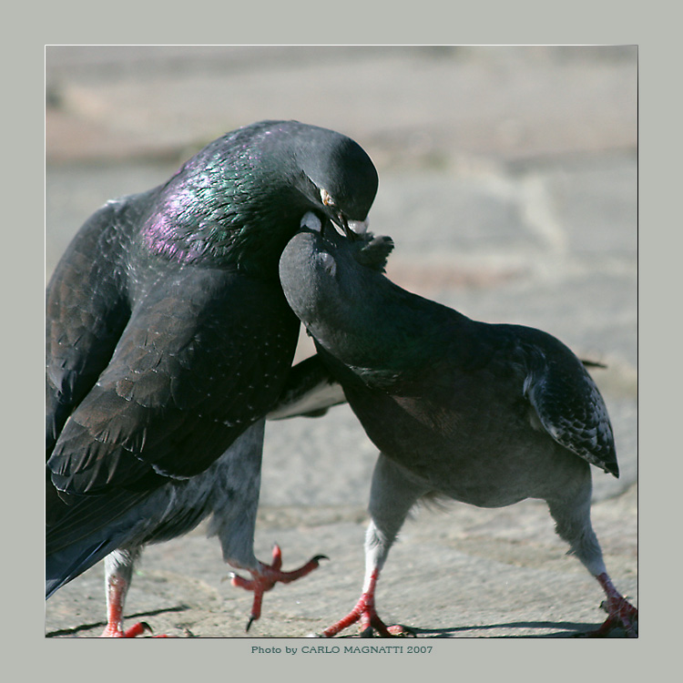 I piccioni di San Valentino