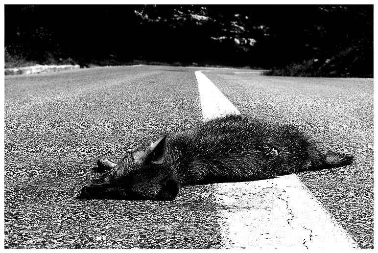 Quella maledetta riga bianca