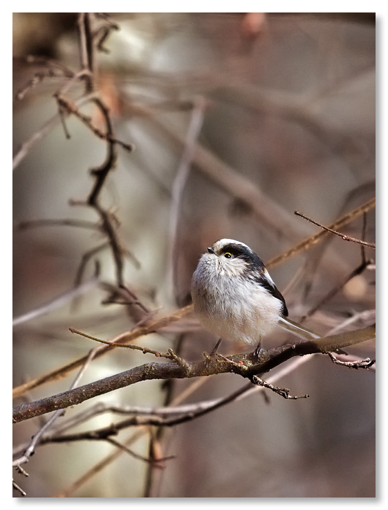 Un piccoletto pensieroso