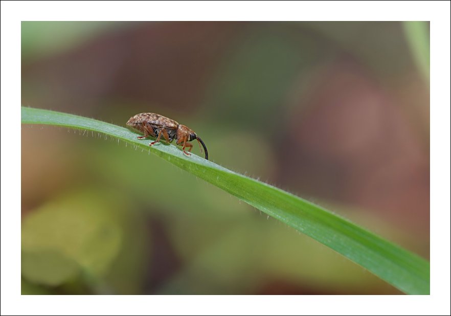 Elefantino nel paese delle meraviglie