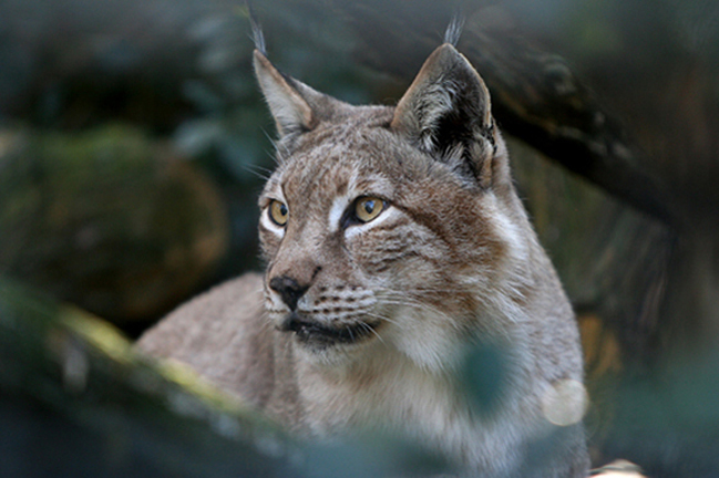 Lince