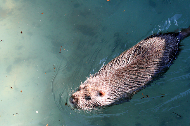 Nutria