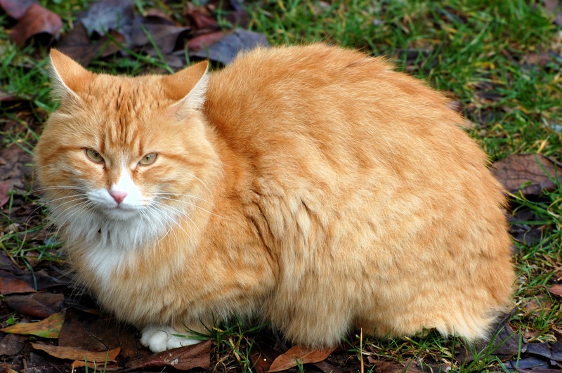 Volevo un gatto nero...