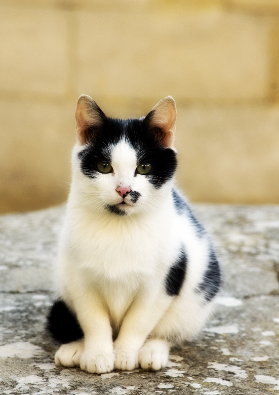 ...con una macchia nera sul muso....