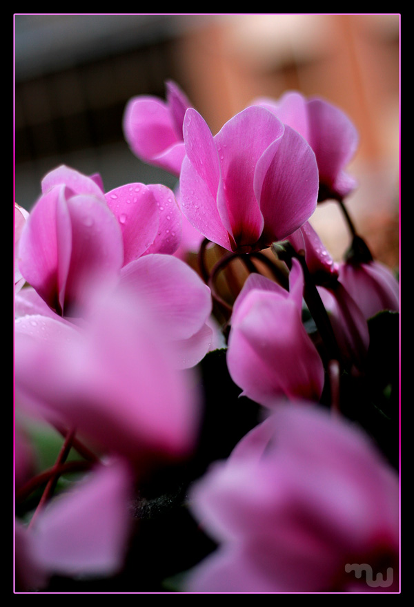 PINK IS NOT ONLY FOR THE LADIES