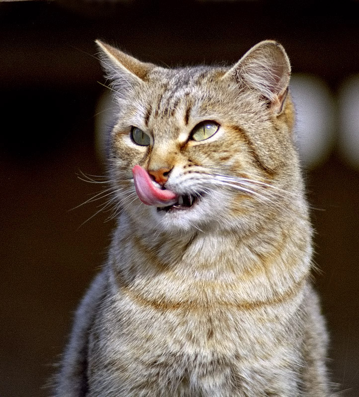 Roba da leccarsi i baffi