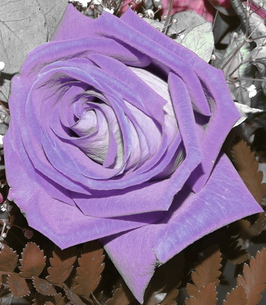 UNA PARTICOLARE TONALITA'