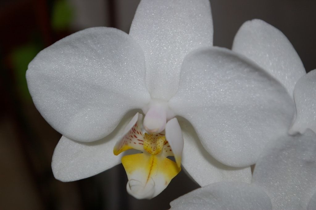 ORCHIDEA 1