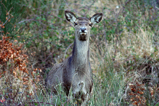 Cervo Femmina