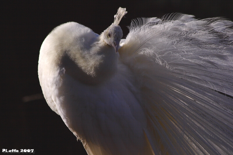 Pavone bianco 1