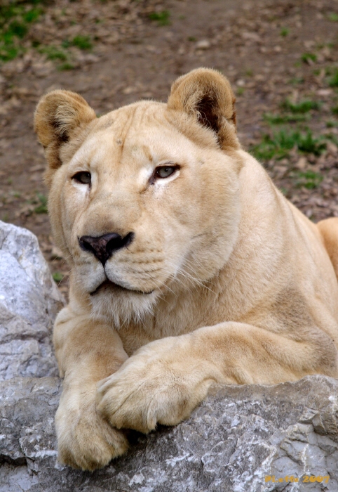 Leonessa... vis a vis