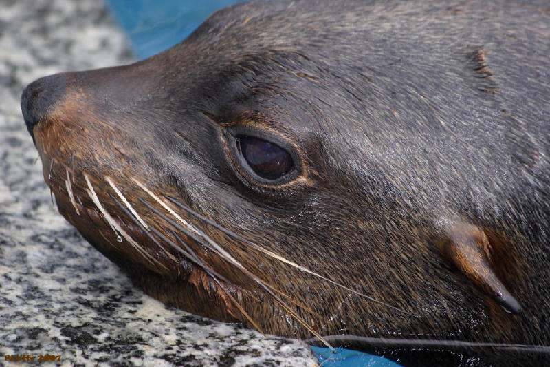 Ci fareste una pelliccia.....?
