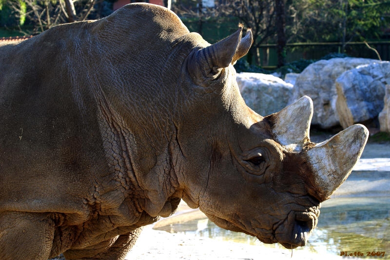 Rinoceronte Bianco
