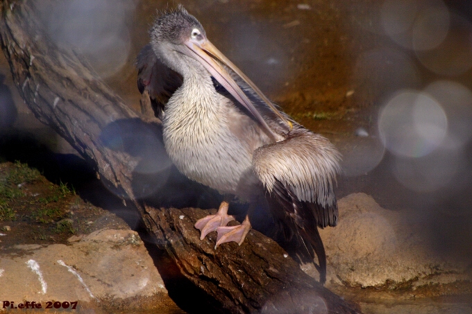 Pellikano... in doccia