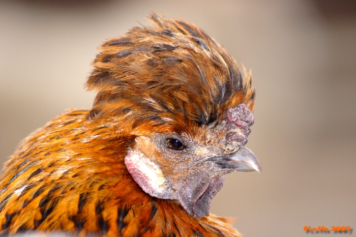 Gallinella.... fricchettona