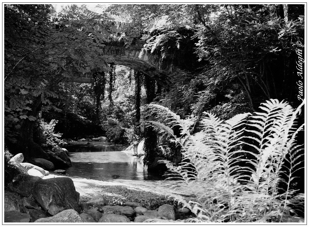 Serenit� nel bosco