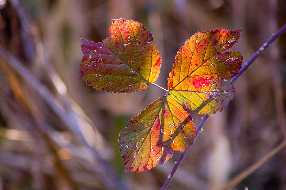 L'ultimo raggio di sole
