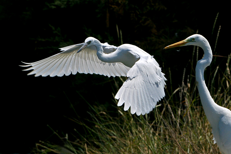 Garzetta ed Airone bianco maggiore