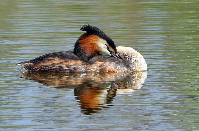 Il riposo dello Svasso