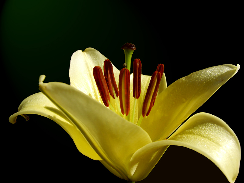 Si vede il m...oscone?