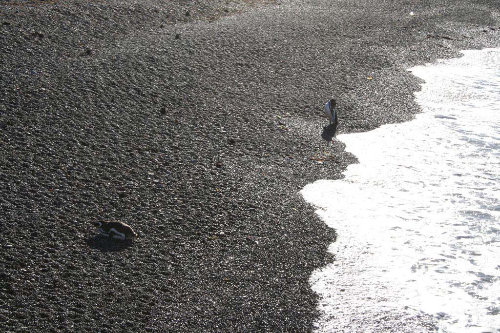 Spiaggia di pinguini