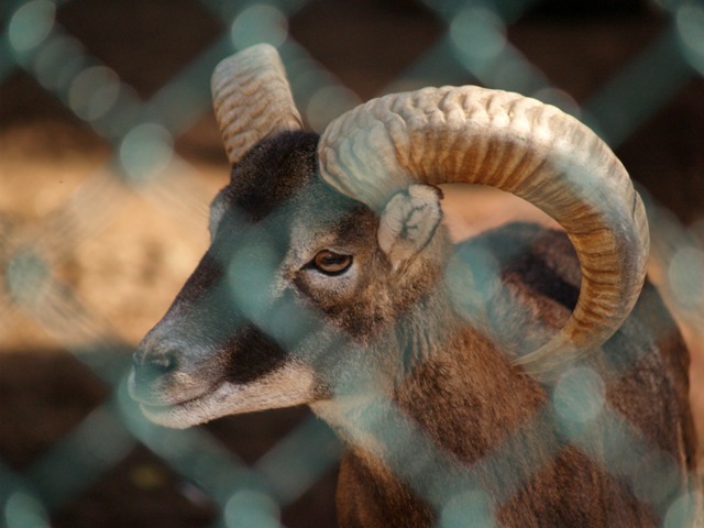 peccato che sia dentro una gabbia...
