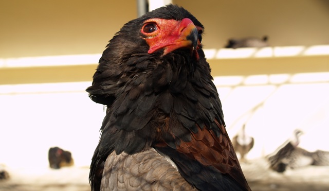 verso il futuro ed oltre...