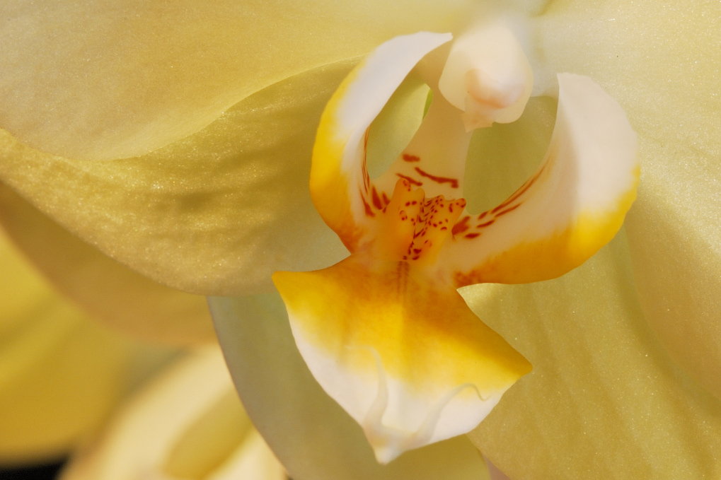 Orchidea