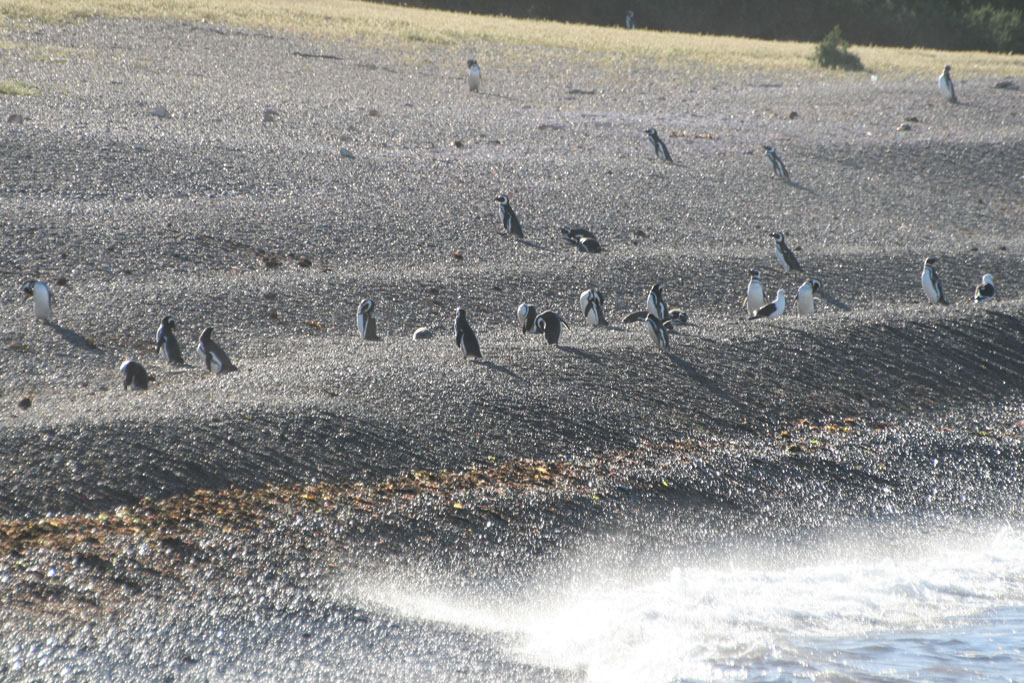 Spiaggia di pinguini 2