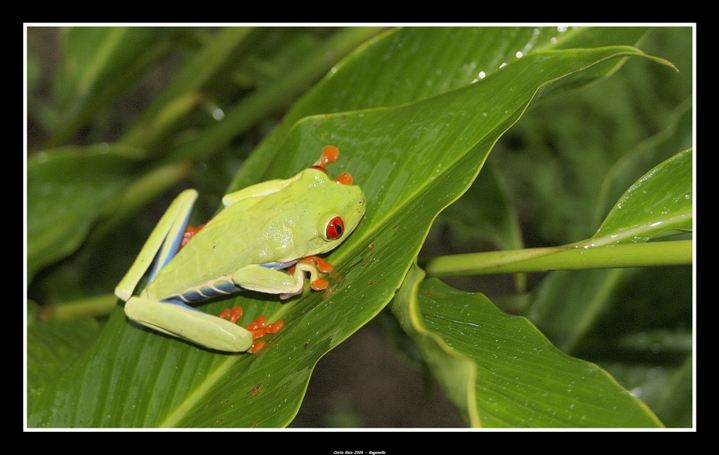 Costa Rica 2006 - Raganella Velenosa