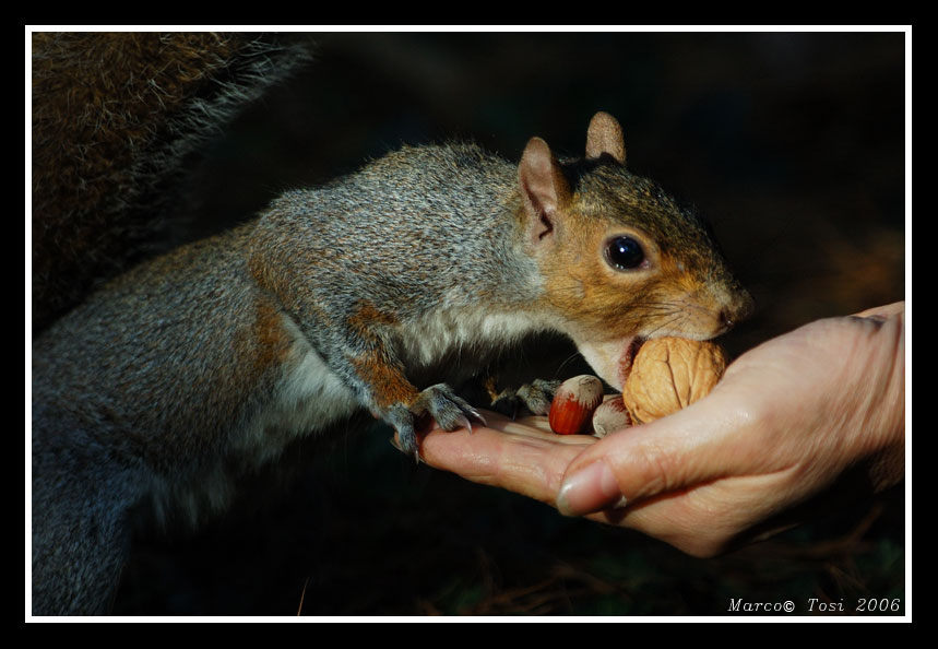 Scoiattolo 3