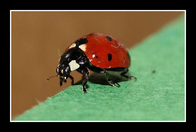 Sono stufa di posare e me ne vado ... ciao!