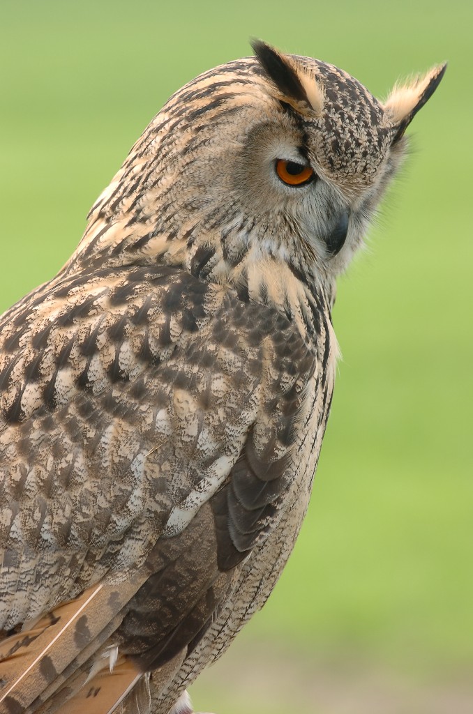 Sua maest� il "Gufo reale"