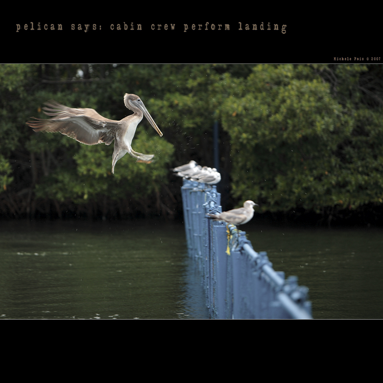 cabin crew perform landing